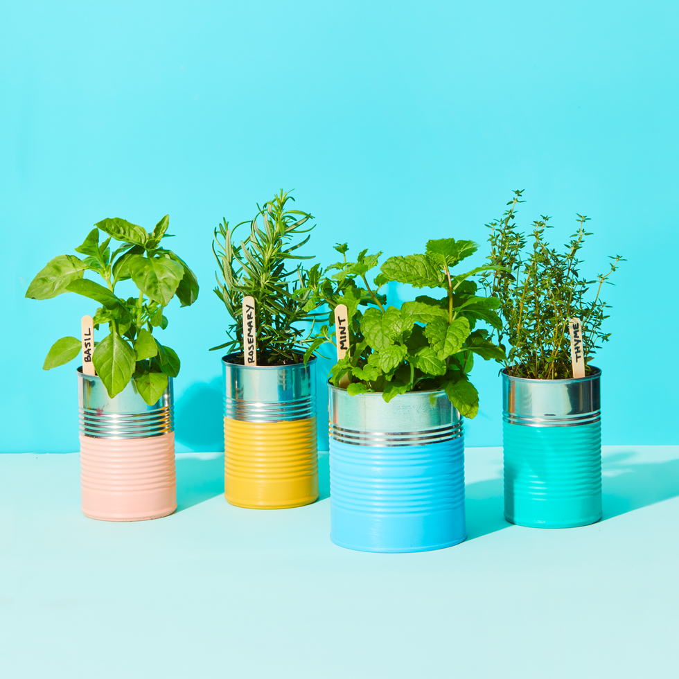 10 Herbs You Can Grow Indoors Year-Round - Deneen Natural ...